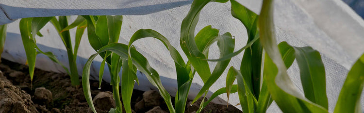 Spring fleece for plants